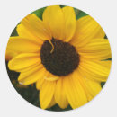 Search for flower petal stickers Photography