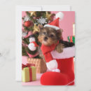 Search for container cards Dog