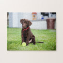 Search for chocolate labrador puzzles Cute