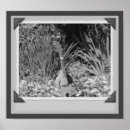Search for mandolin posters Black and white