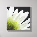 Search for white daisy canvas prints Floral