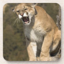 Search for mountain lion coasters Big cat