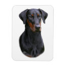 Search for doberman with natural ears Dobie