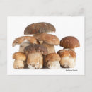 Search for boletus postcards Mushroom