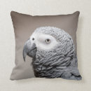 Search for african grey Bird