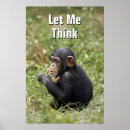 Search for chimpanzee posters Animal wildlife