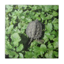 Search for snapping turtle Nature