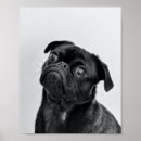 Search for dog breed posters Pug