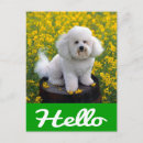 Search for frise postcards Puppy