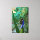 Search for green tree frog art Wildlife