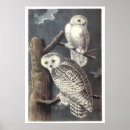 Search for audubon watercolors posters John james audubon