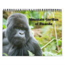 Search for gorillas Silverback