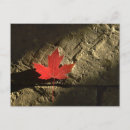 Search for canada symbol postcards Maple leaf