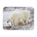 Search for canadian winter cards Danita delimont