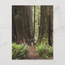 Search for sempervirens Huge