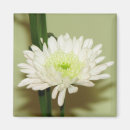 Search for chrysanthemum photography White