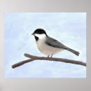 Search for chickadee art Illustration