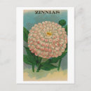 Search for zinnia flower postcards Garden