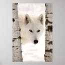 Search for arctic wolf posters Canine