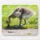 Search for spring bird electronics Cute