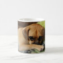Search for shy mugs Pet
