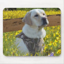 Search for yellow lab electronics Yellow labrador retriever