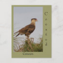 Search for crest postcards Bird