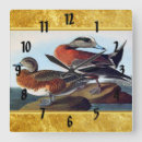Search for widgeon Duck hunting