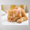 Search for sleeping cat posters Pet