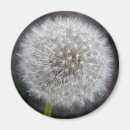 Search for puffs magnets Flower