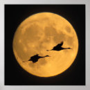 Search for bosque del apache posters Full moon