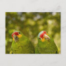 Search for beaks postcards Outdoors