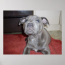 Search for staffordshire bull terrier posters Puppy