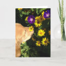 Search for smell cards Flower
