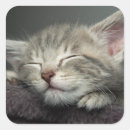 Search for sleepy cat stickers Pets