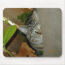 Search for stealth mousepads Cat