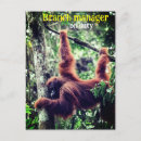 Search for monkeys photo cards Wildlife