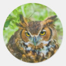 Search for great horned owls stickers Birds