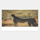 Search for wild cats stickers Africa