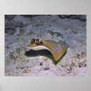 Search for stingray posters Underwater
