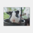 Search for guinea pig post it notes Rodent