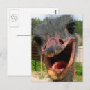 Search for funny ostrich postcards Unique