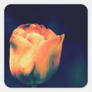 Search for orange tulip stickers Flower