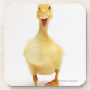 Search for duckling coasters Nature