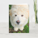 Search for looking at camera cards Dog