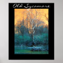 Search for sycamore posters Tree