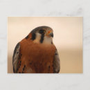 Search for kestrel postcards Falcon