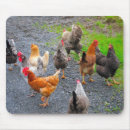 Search for chicken mousepads Roosters