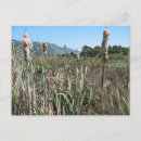 Search for edibility postcards Edible