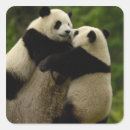 Search for giant panda stickers Fauna